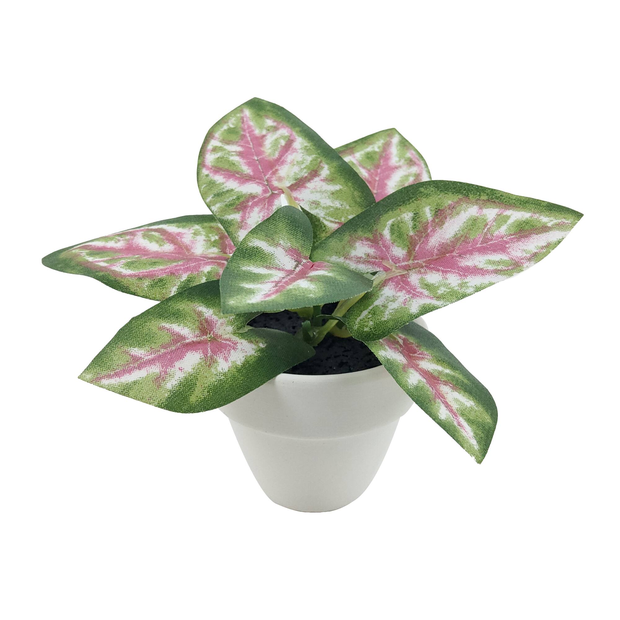 Assorted Micro Plant, 1pc. by Ashland®